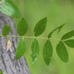 Zanthoxylum chalybeum पत्ता