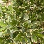 Pittosporum tenuifolium Leaf