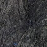 Piliostigma thonningii Φλοιός