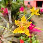 Oncidium baueri Flor