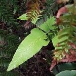 Dryopteris sieboldii Leaf