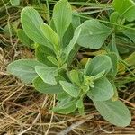 Borrichia frutescens Leaf