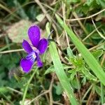 Viola bubanii Habitat