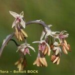 Thalictrum alpinum Froito