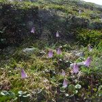 Soldanella pusilla Flor