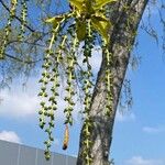 Populus balsamifera Flower