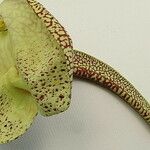 Aristolochia labiata 花