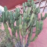 Euphorbia murieliiLapas