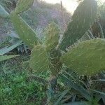 Opuntia stricta পাতা