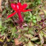 Lobelia cardinalisKukka