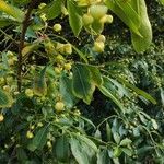 Euonymus carnosus Fruit