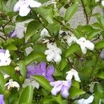 Brunfelsia uniflora Floro