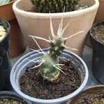 Tephrocactus articulatus Leht