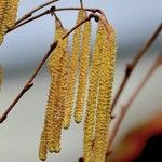 Corylus avellanaЦвят