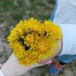 Taraxacum sect. TaraxacumBloem