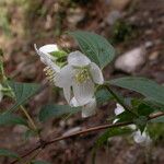 Philadelphus tomentosus Hábito