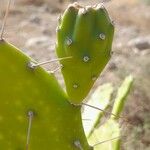 Opuntia maxima Frucht