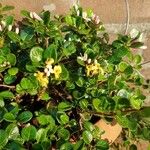 Lonicera crassifolia Floare