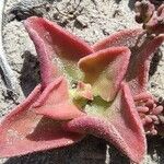 Mesembryanthemum crystallinum Leaf