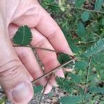 Aeschynomene villosa Leaf