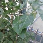 Juanulloa mexicana Hoja