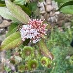 Acokanthera oblongifolia Flower