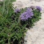 Globularia repens অভ্যাস