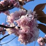 Prunus serrulataΛουλούδι