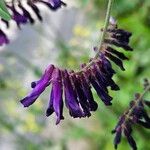 Vicia cracca Λουλούδι