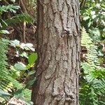 Pinus caribaea Corteza