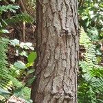 Pinus caribaea Bark