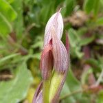 Serapias parviflora Blüte