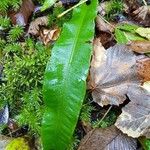 Asplenium scolopendriumBlatt