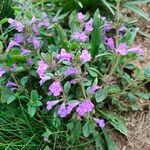 Clinopodium alpinumFlower