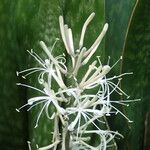 Sansevieria metallica പുഷ്പം