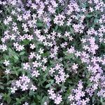 Saponaria ocymoides عادت داشتن