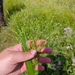 Panicum miliaceum 葉