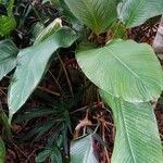 Calathea lutea Leaf