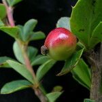 Berberis angulosa Elinympäristö