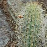 Cleistocactus smaragdiflorus Leaf