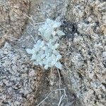 Polycarpaea nivea Hoja