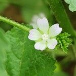 Malva parviflora Kukka