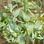 Euphorbia lagascae Outro