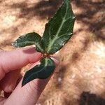 Chimaphila maculata Hoja