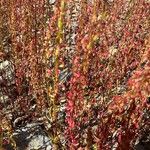 Rumex bucephalophorus Fleur