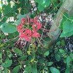 Lycoris radiata Floare