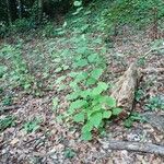 Populus tremuloides Hábitos