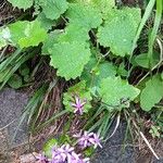 Pericallis aurita Hábitos