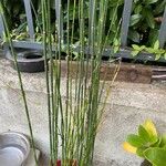 Equisetum × moorei List