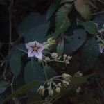 Solanum didymum